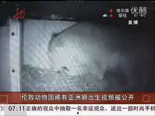 亚洲狮出库视频,震撼呈现野生雄狮的威严与力量