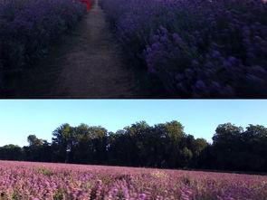 在线亚洲视频薰衣草,在线视频中的浪漫之旅